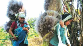Non-Carbon Benefits (NCBs): Indigenous Peoples’ Perspectives and Recommendations