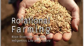 Rice In The Rotational Farming