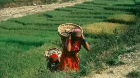 Indigenous Navigator New report: Climate Change and Indigenous Peoples’ Rights in Nepal and Bangladesh