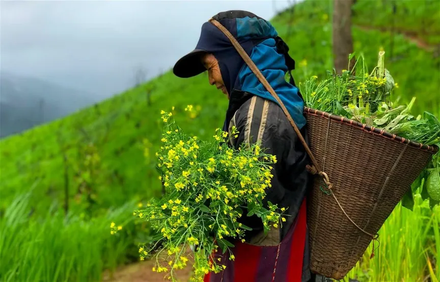 Advancing the respect and recognition of Indigenous Knowledge and Peoples of Asia (IKAPA)