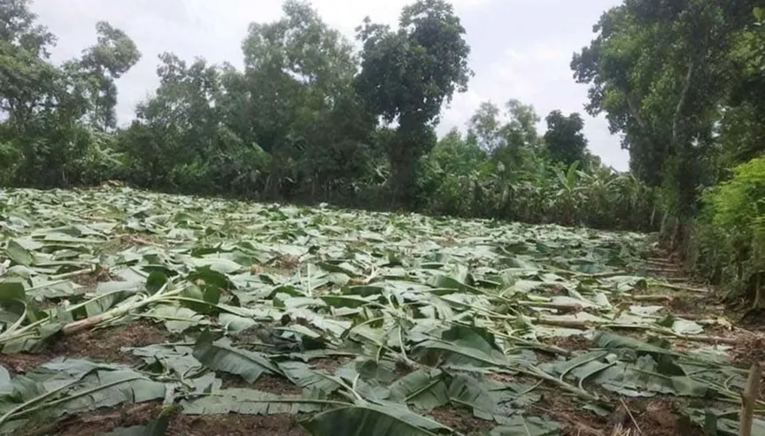 Madhupur forestland: who are the real grabbers?