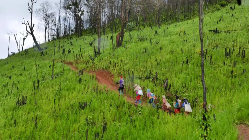 PRESS RELEASE: Failure to recognise indigenous rights will derail achievement of global climate pledges: case studies from Asia