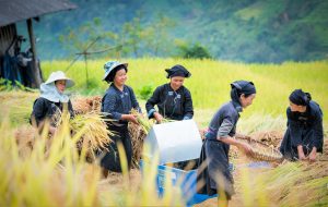 La Chi Indigenous Women are harvesting their rice in Hoang Su Phi District of Ha Giang Province, Vietnam.